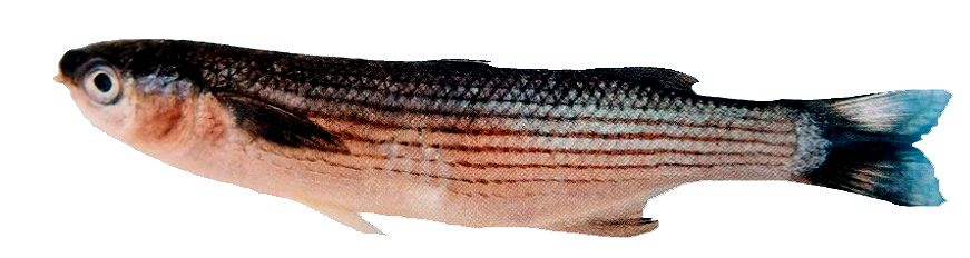 Oedalechilus labeo_02.jpg